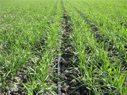 滴灌厂家:小麦滴灌栽培技术