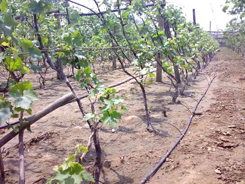 莱芜节水器材销售:果园滴灌特点及优点