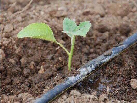贴片式滴灌带的使用注意事项
