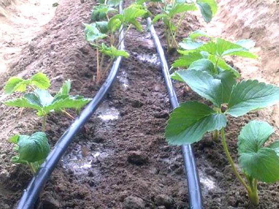 内镶式滴灌管特点和工作原理