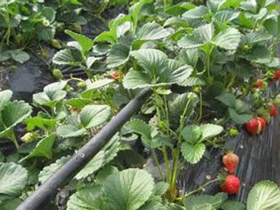 草莓滴灌